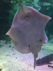 Loch Lomond Sea Life Centre