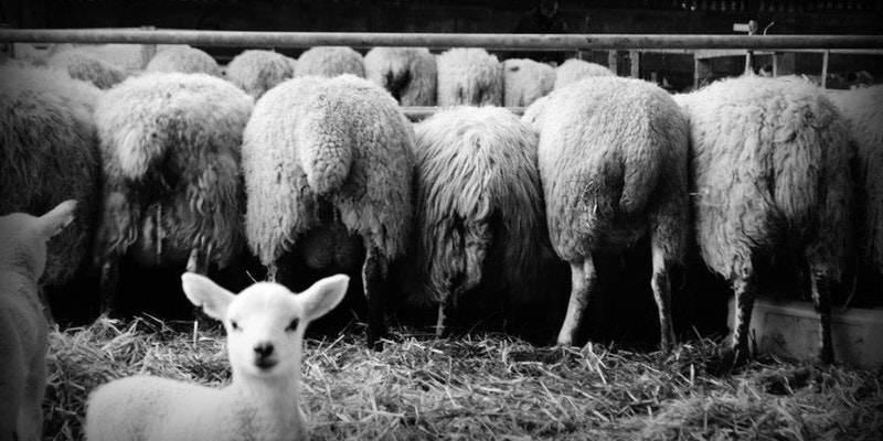 Arnprior Lambing Experiences